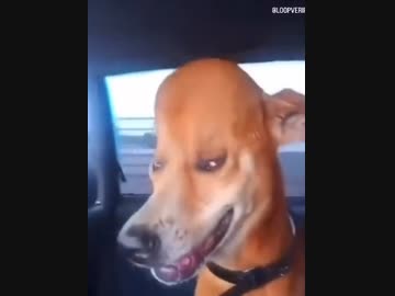 ホモと見るクッソ大きいたんこぶができてしまった犬