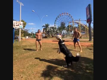 ホモと見るリフティングラリーに参加する犬