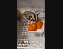 【 #フクロモモンガ 】柿より美味しい食べ物あるでしょ？！ #おはモモンガ #モモンガ  #shorts #sugerglider #animal #pet #ペット #動物 #小動物 #ムササビ
