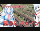 2023年11月22日　農作業日誌P821　草と戦う一日で草取りしたら腰がガクガクになる