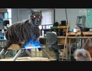 世界に吠エール
