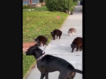 ホモと見るギャングたちの縄張りに迷い込んだ陰キャ