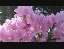 OnlyOne-TULIP；長山・知由理＆HomeEconomics［家庭科］