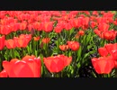 OnlyOne-TULIP；長山・知由理＆HomeEconomics［家庭科］