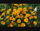 OnlyOne-TULIP；長山・知由理＆HomeEconomics［家庭科］