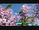 OnlyOne-TULIP；長山・知由理＆HomeEconomics［家庭科］
