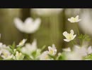 OnlyOne-TULIP；長山・知由理＆HomeEconomics［家庭科］