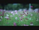 OnlyOne-TULIP；長山・知由理＆HomeEconomics［家庭科］