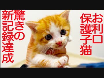 お利口保護子猫、驚異の新記録を樹立する