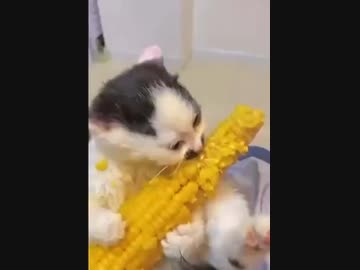 ホモと見るとうもろこし大好き猫