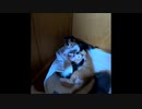 【ショート】子猫渋滞をおこす、こねこたち