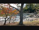 岩手県一関市　厳美渓の様子2　紅葉のシーズン　2023　1111