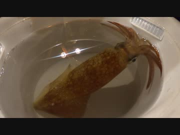 いかちゃん