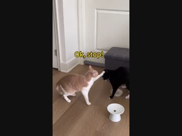 ホモと見るアニャルアサシン