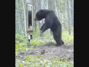 ホモと見るクマvs鏡