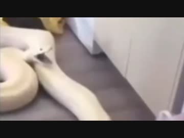 ホモと見る勢いがすごいヘビの脱糞