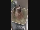 ホモと見るハリネズミのお風呂.hedgehog