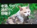 去り行く老猫、過ぎ行く祭囃子
