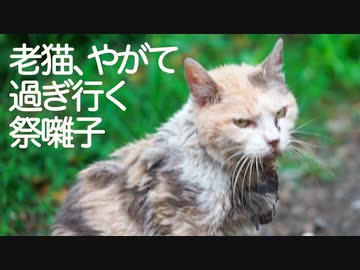 去り行く老猫、過ぎ行く祭囃子