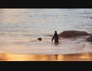 ★ペンギン【ココナッツ・ホリデー】★長山・知由理