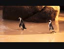 ★ペンギン【ココナッツ・ホリデー】★長山・知由理