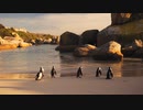 ★ペンギン【ココナッツ・ホリデー】★長山・知由理