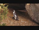 ★ペンギン【ココナッツ・ホリデー】★長山・知由理
