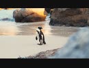 ★ペンギン【ココナッツ・ホリデー】★長山・知由理