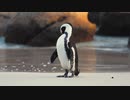 ★ペンギン【ココナッツ・ホリデー】★長山・知由理
