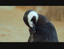 ★ペンギン【ココナッツ・ホリデー】★長山・知由理