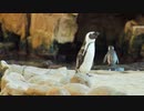★ペンギン【ココナッツ・ホリデー】★長山・知由理