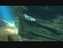 ★ペンギン【ココナッツ・ホリデー】★長山・知由理