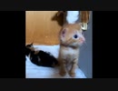 【ショート】ダンスする子猫 2