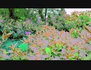 【ハッピーボタニカル】長山・知由理｜Chiyuri-Nagayama