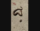 ホモと見るヘビの頭VSヘビの体