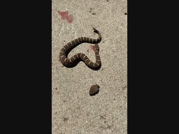 ホモと見るヘビの頭VSヘビの体