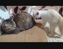 拾いねこ＠生後4127日目Part2　幼猫さんお越しです・・！