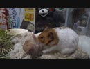 ホモと学ぶ大物ハムtubeｒ　でこぴんで矯正する