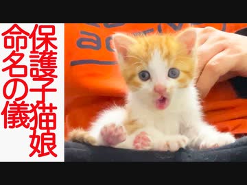 お利口保護子猫、さっそく命名の儀