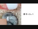 夢中なハムスターの歌