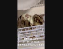 【 #フクロモモンガ 】エリザベスカラーが使えない傷対策の服！ #おはモモンガ #モモンガ  #shorts #sugerglider #animal #pet #ペット #動物 #小動物 #ムササビ