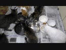 今週のおやつ（本隊）【蒼民家の猫々】