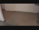 猫（多分）の襲撃痕？