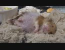 ホモと見る大物ハムtuber ヤバイ見た目になる
