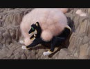 黒井しばとナカマタチ3DGB