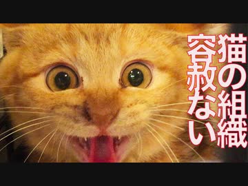 猫の組織NNN、偏りガン無視で送り込む