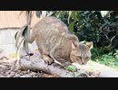 パトロールに連れていかれました…
