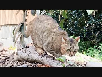 パトロールに連れていかれました…