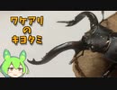 【クワガタ飼育】ワケアリのキヨタミと中臣鎌足は何か似てる