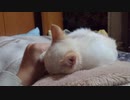 拾いねこ＠生後4129日目Part1　ユキ君単独動画。